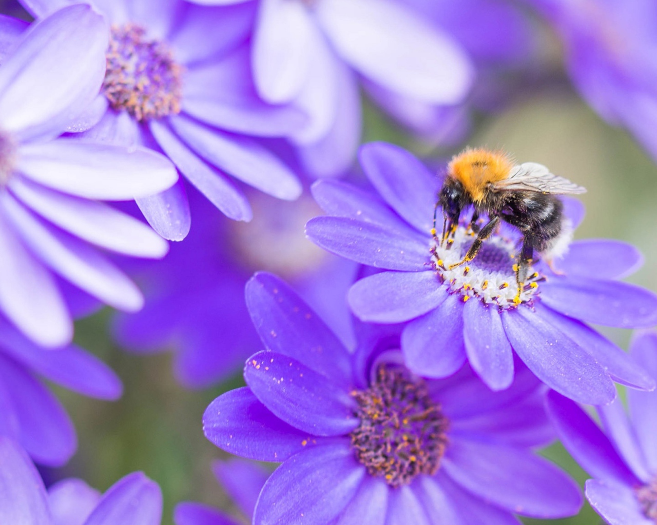Пчела на красивом сиреневом цветке