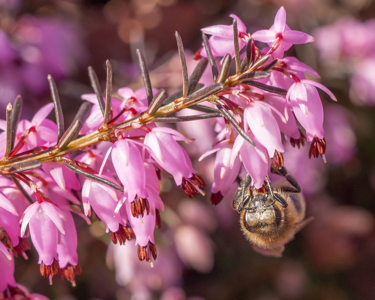 Пчела на ветке с розовыми цветами 