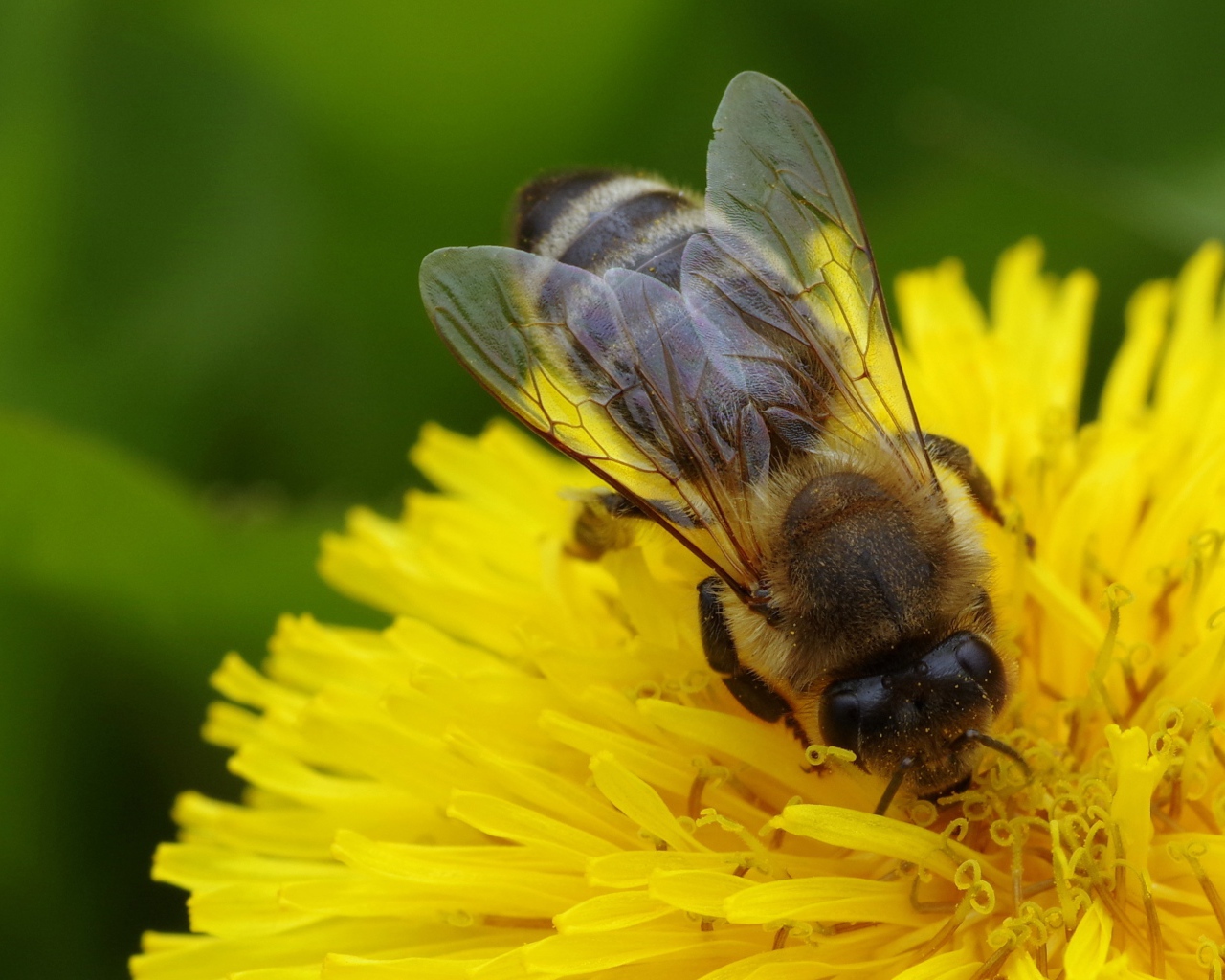 Пчела на желтом одуванчике крупным планом 