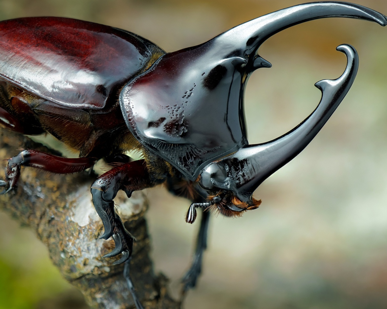 Большой коричневый жук дупляк 