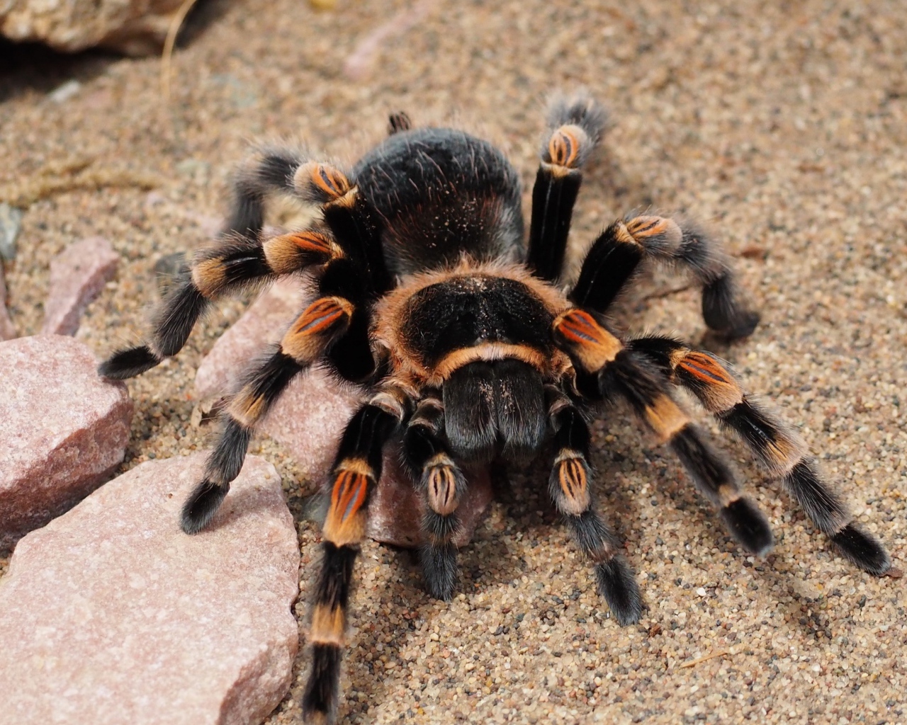 Большой опасный паук тарантул 