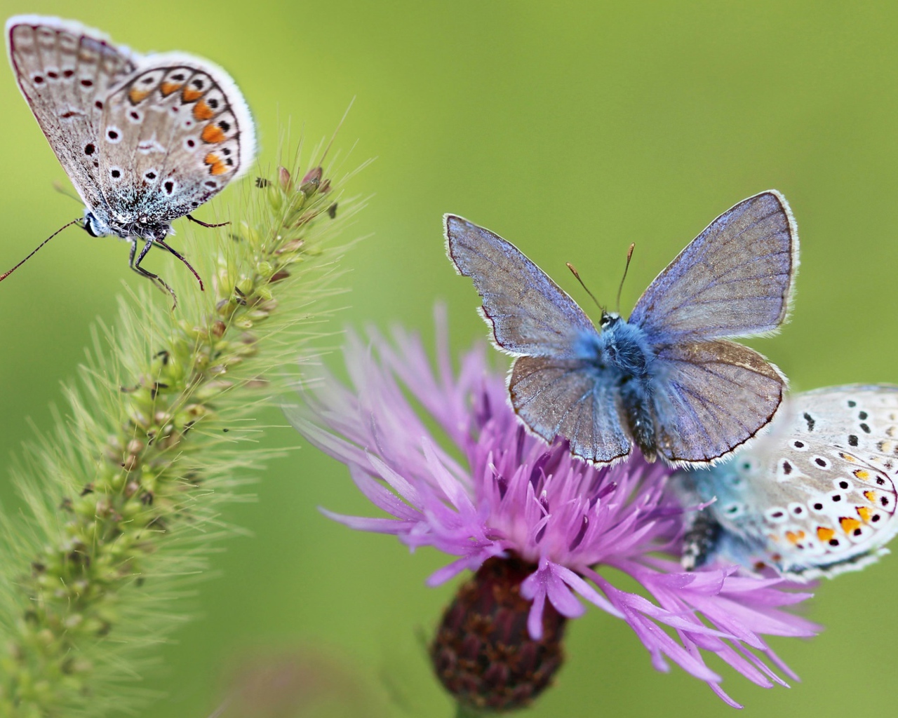 Синие бабочки на розовом цветке 