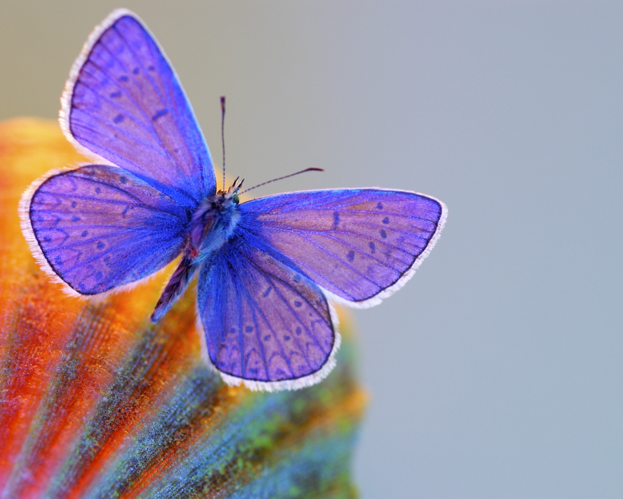 Синяя бабочка крупным планом 