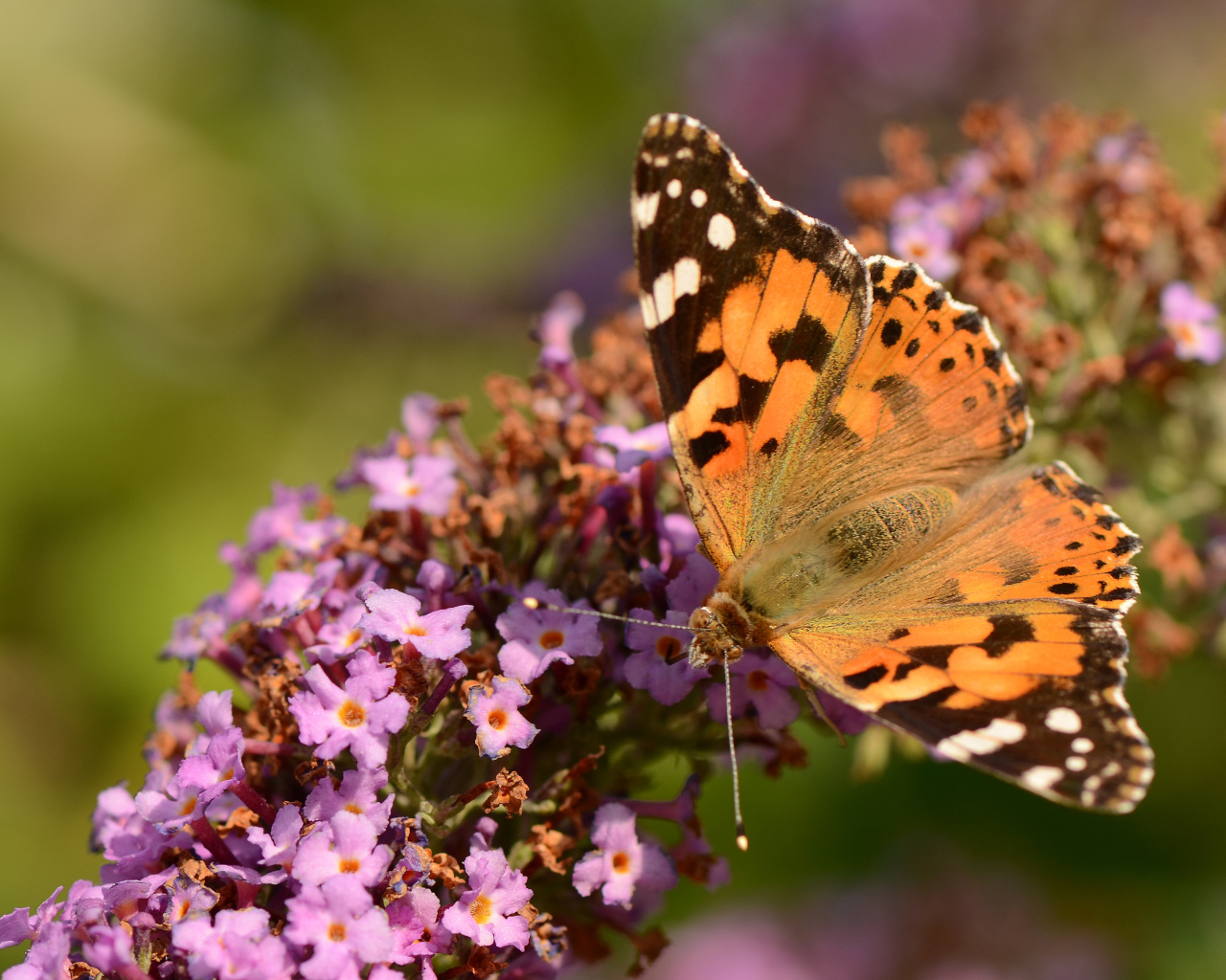 Коричневая бабочка на сиреневом цветке 