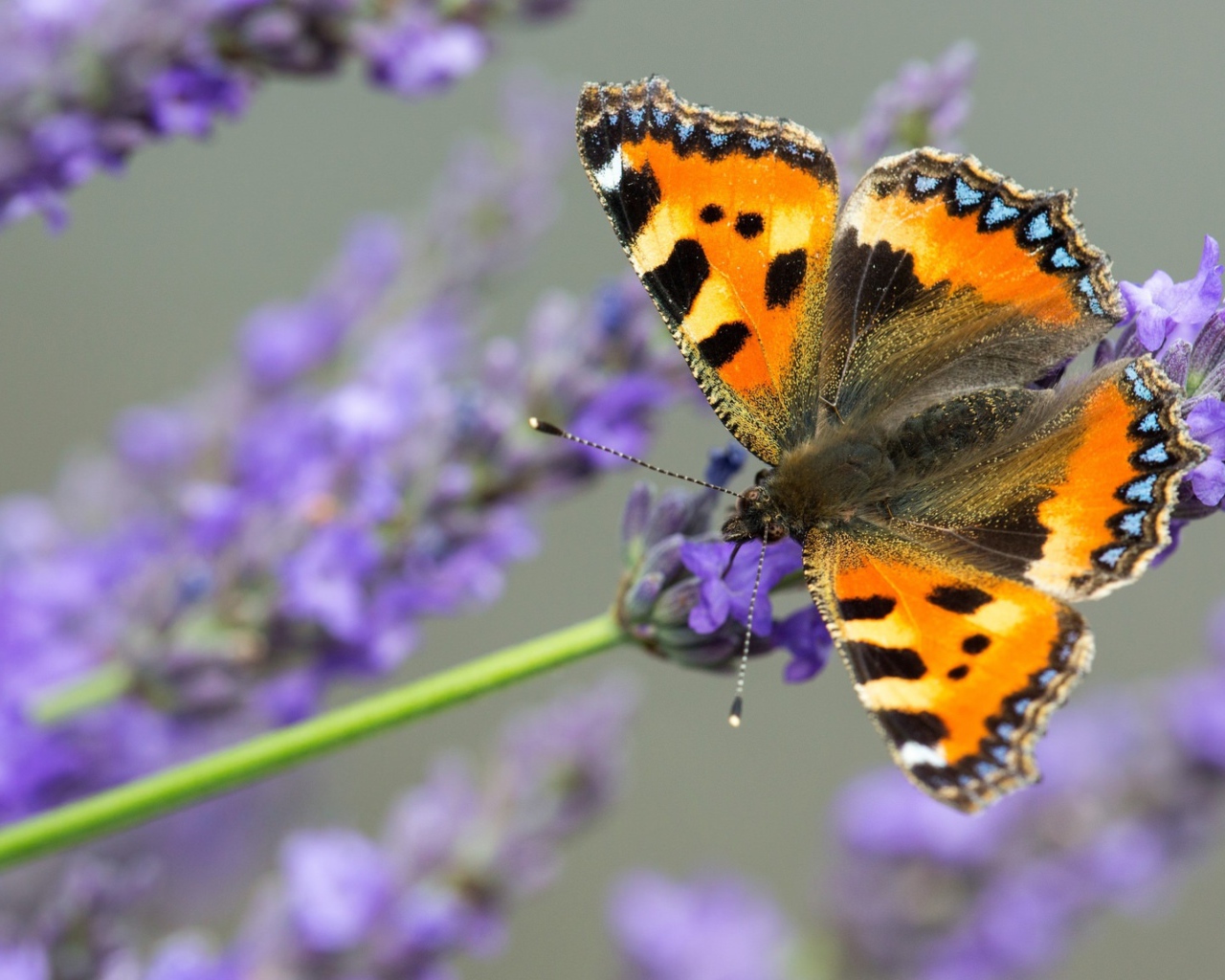 Коричневая бабочка сидит на лавандовом цветке 