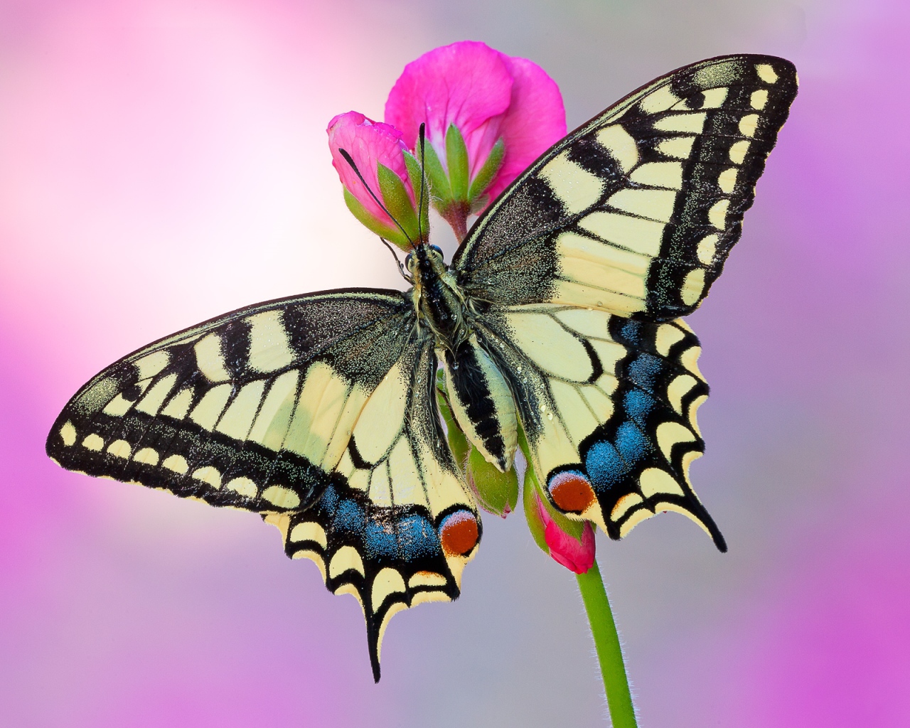 Бабочка Махаон на розовом цветке 