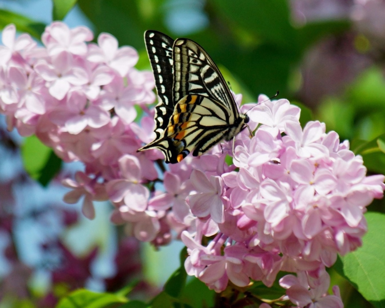 Бабочка махаон на ветке розовой сирени 
