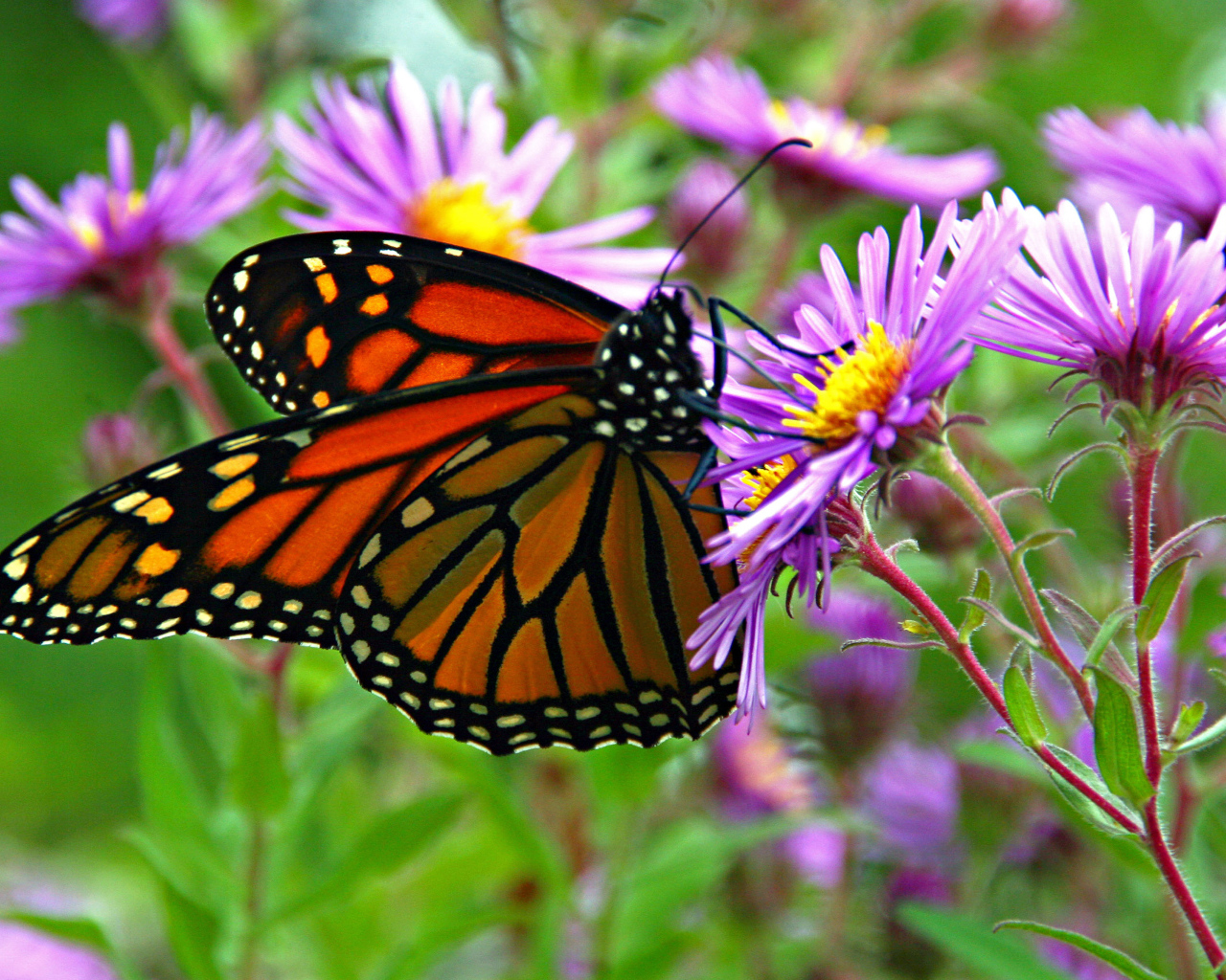 Бабочка монарх сидит на сиреневом осеннем цветке