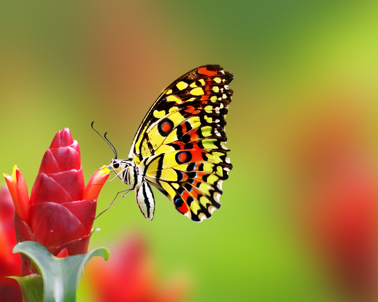 Бабочка сидит на красном цветке имбиря