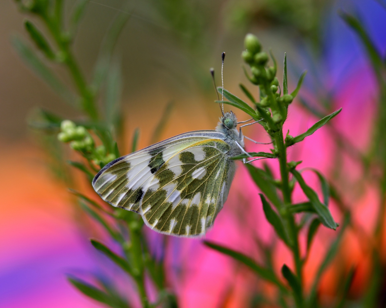 Бабочка сидит на зеленом растении крупным планом