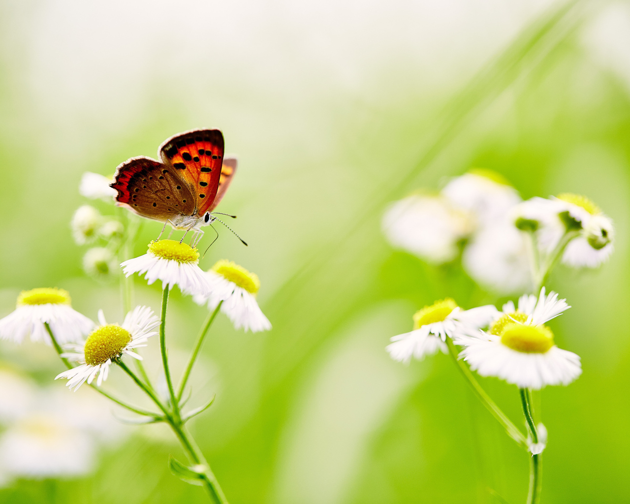 Бабочка сидит на белой ромашке 