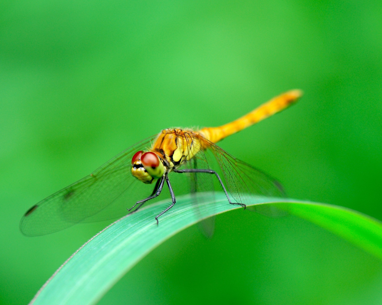 Стрекоза сидит на зеленом листе фото крупным планом