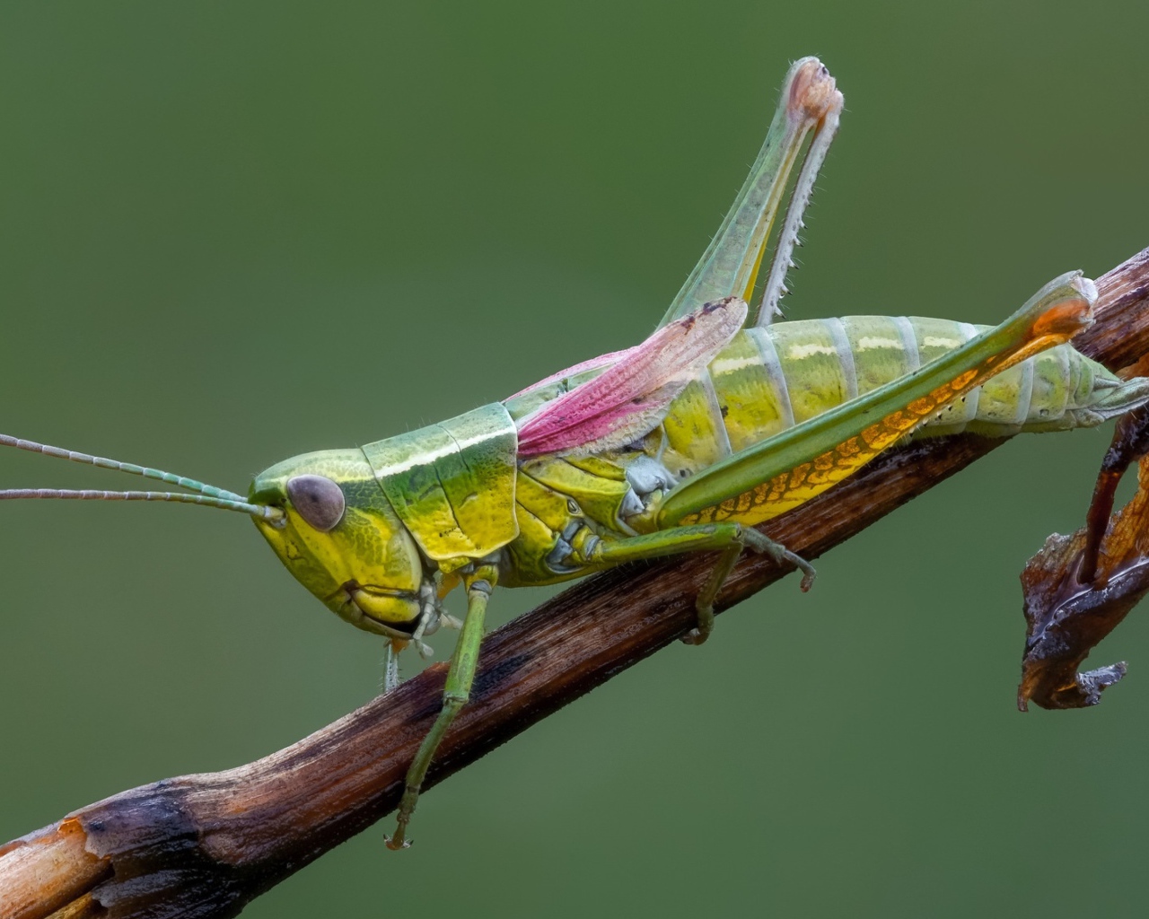 Зеленый кузнечик на ветке крупным планом 