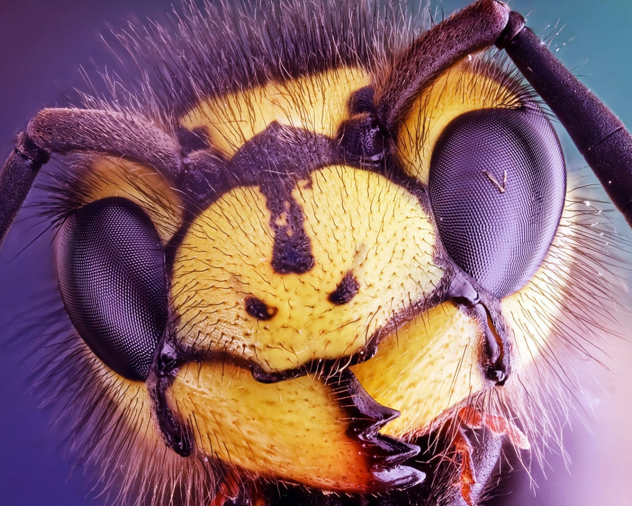 Голова осы крупным планом 