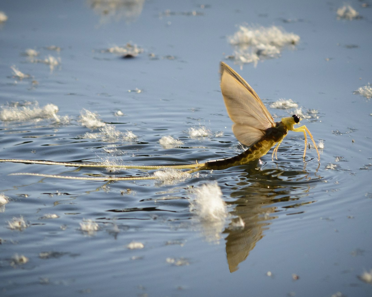 Насекомое Палингения длиннохвостая в воде 