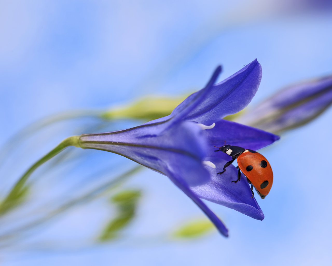 Божья коровка на сиреневом цветке 