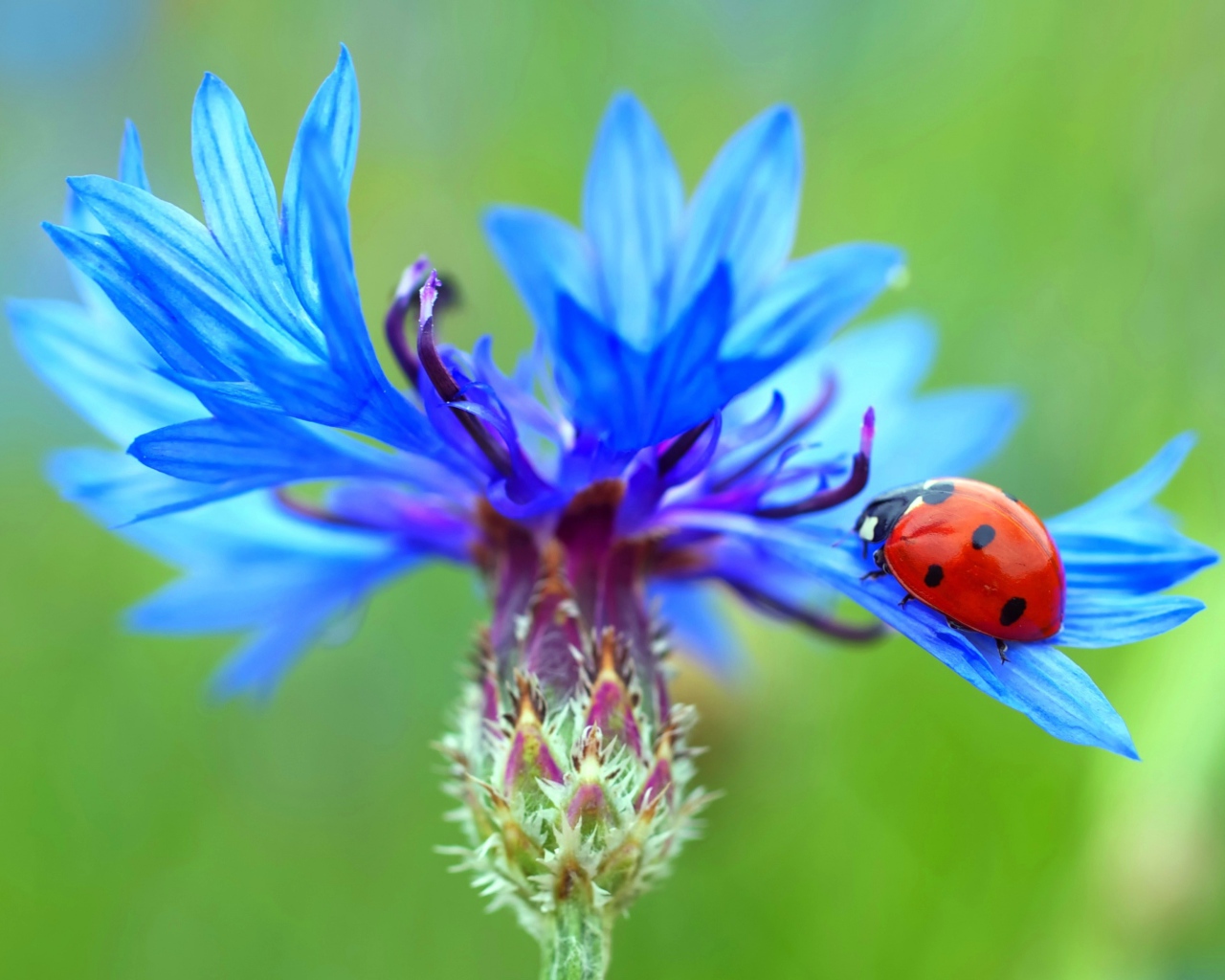 Божья коровка сидит на голубом васильке
