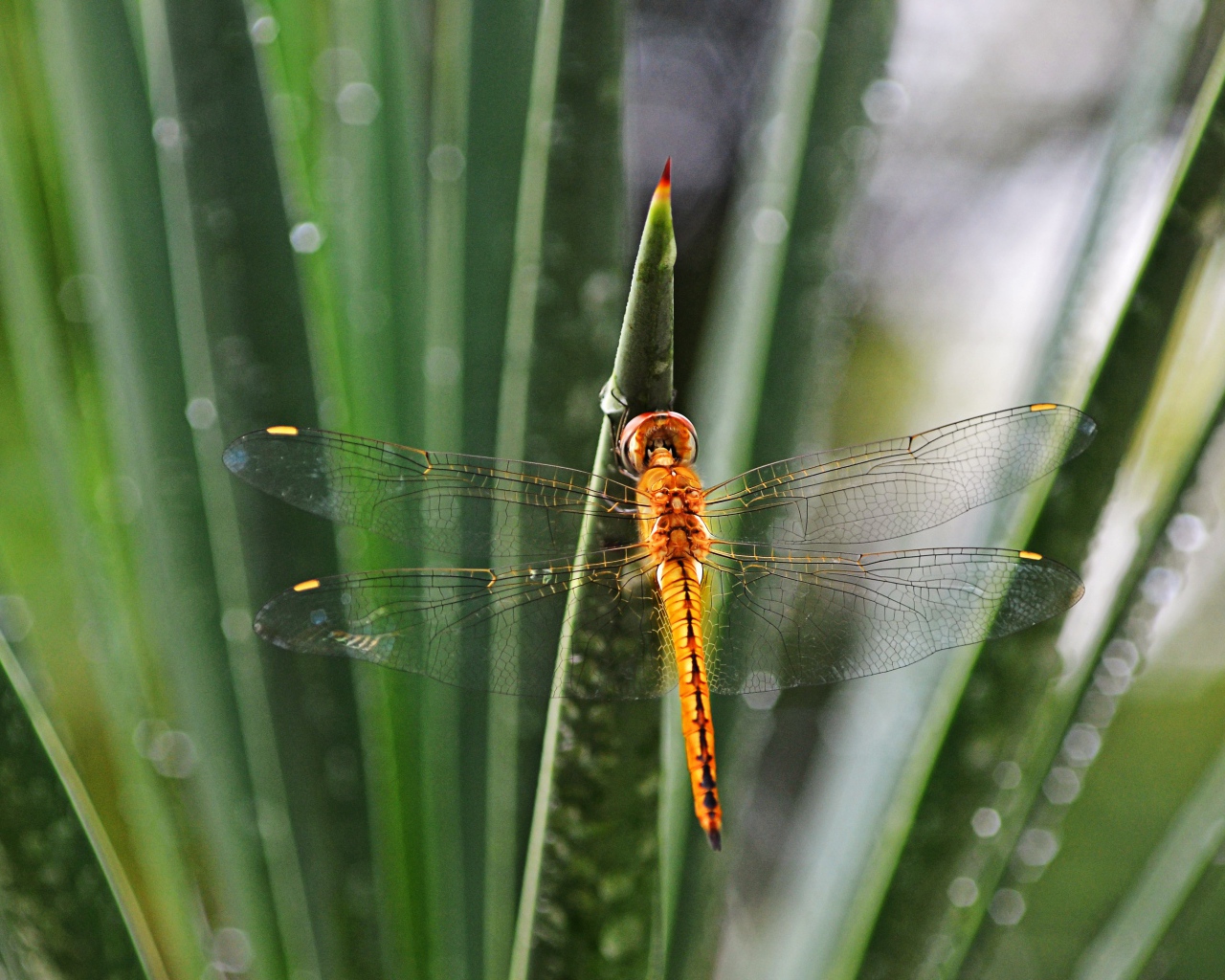 Оранжевая стрекоза на зеленом листе 