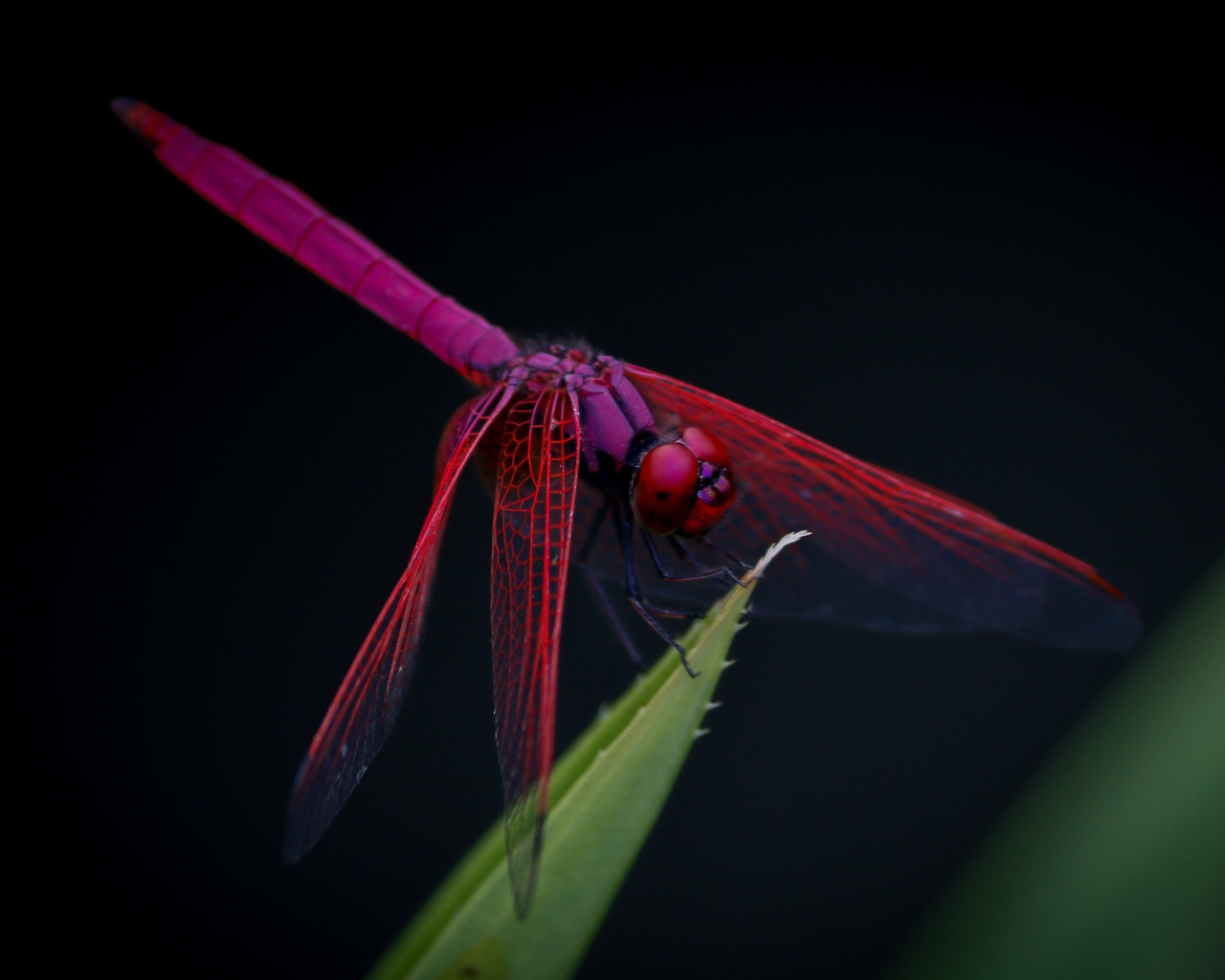 Красная стрекоза сидит на зеленом листе