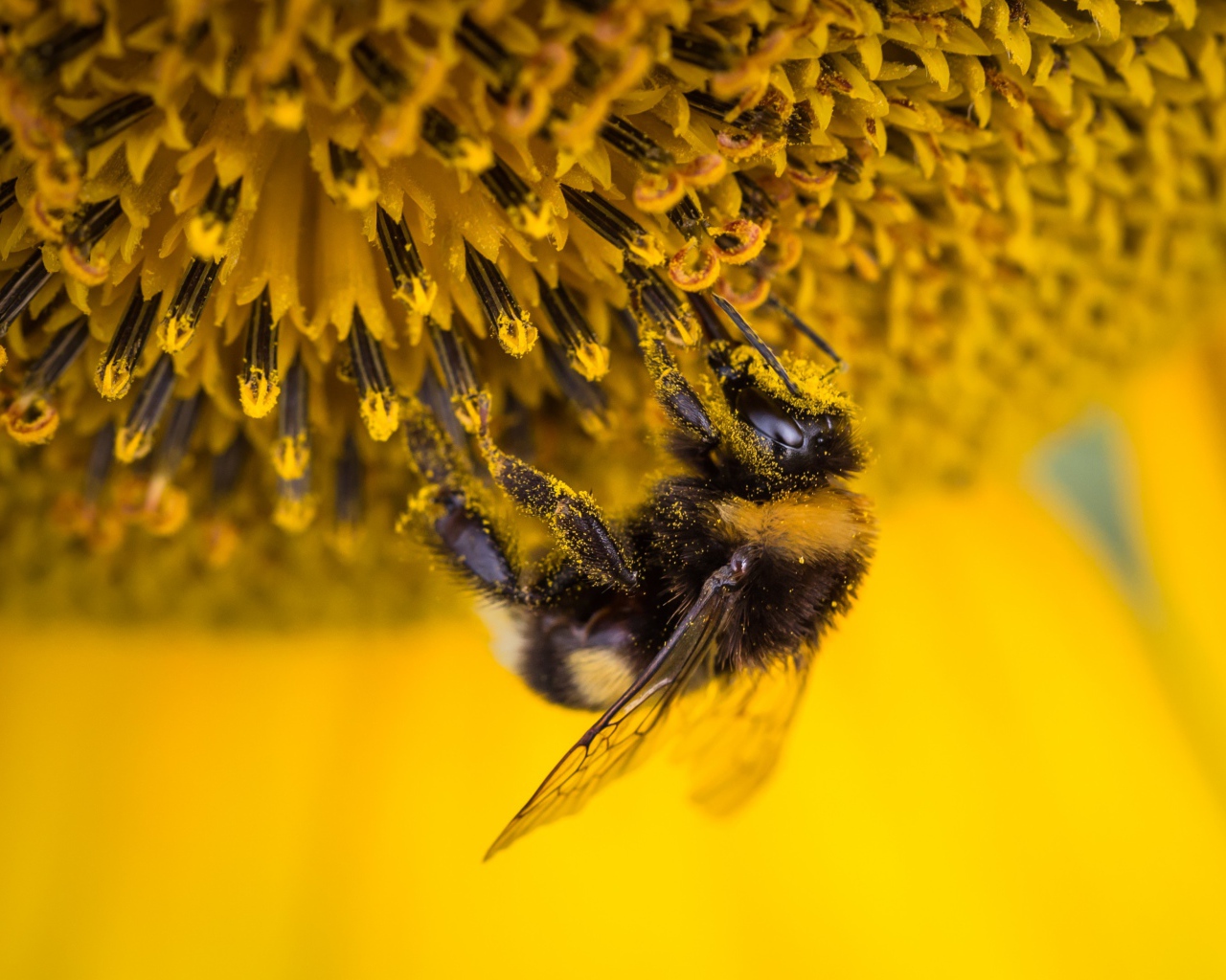 Маленькая пчела на подсолнухе 