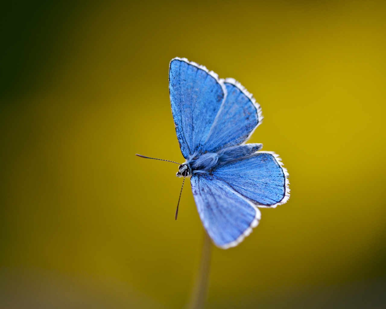 Маленькая голубая бабочка крупным планом