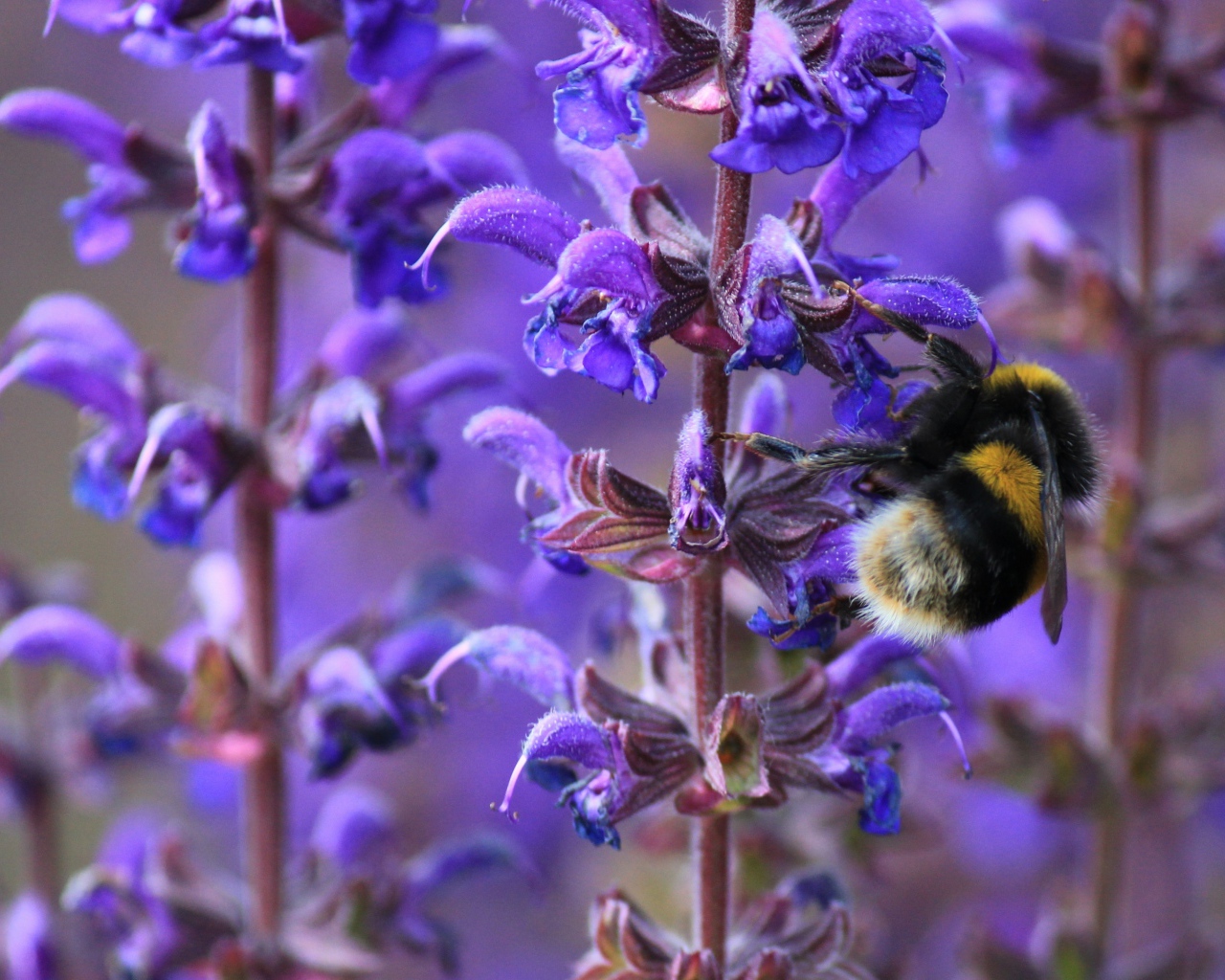 Пчела сидит на синем цветке лаванды