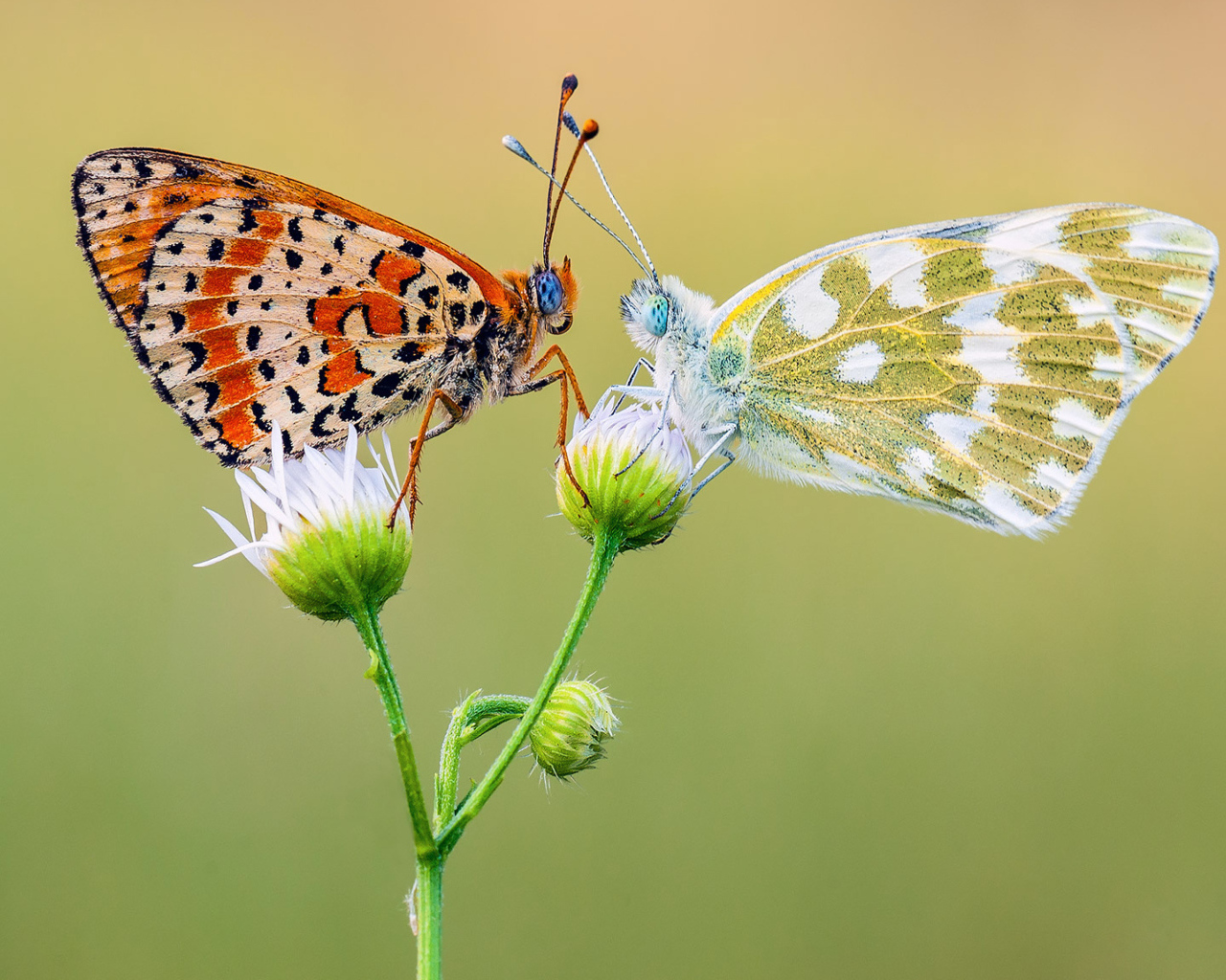 Две красивых разноцветных бабочки на цветке 
