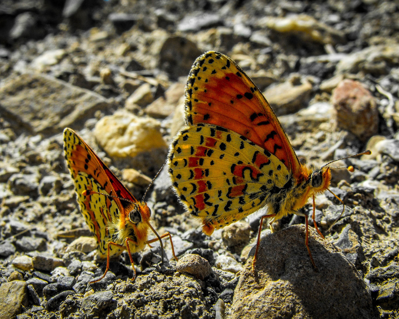 Две бабочки сидят на камне крупным планом
