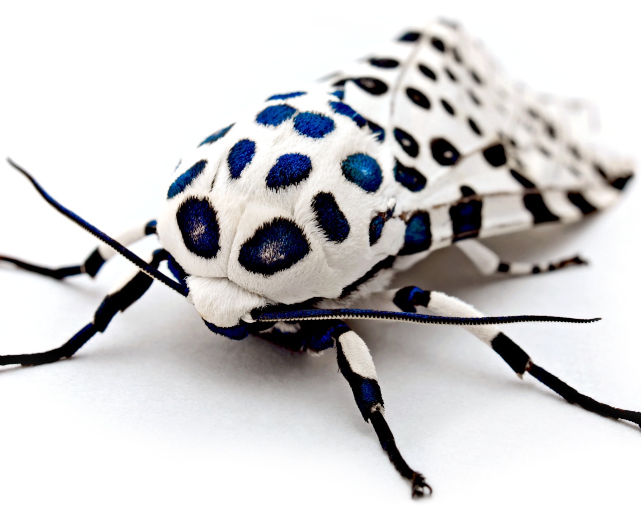 Необычная гигантская леопардовая моль на белом фоне 