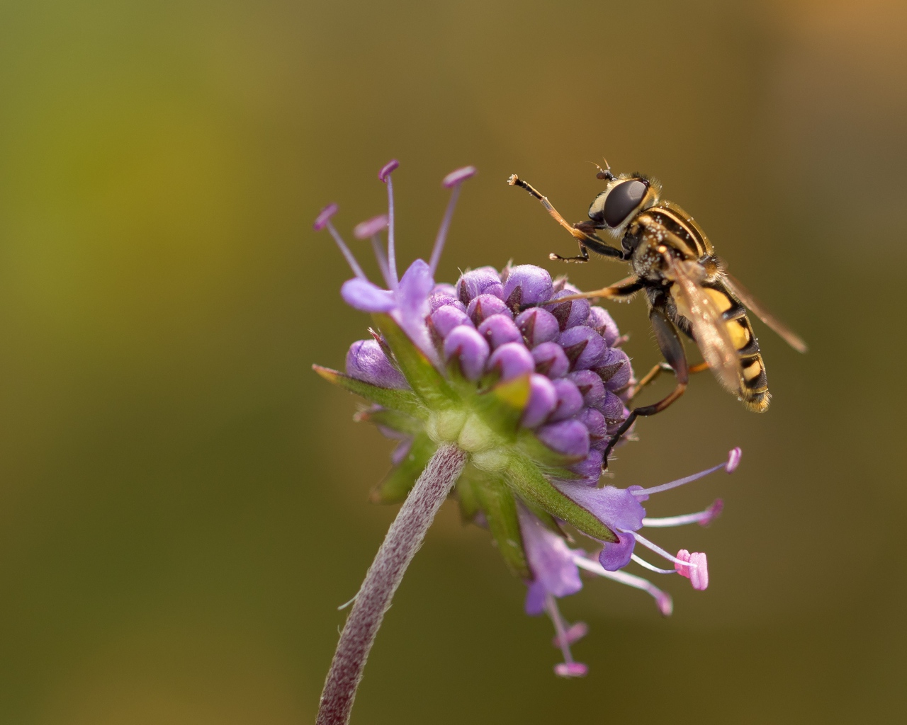 Оса сидит на красивом фиолетовом цветке