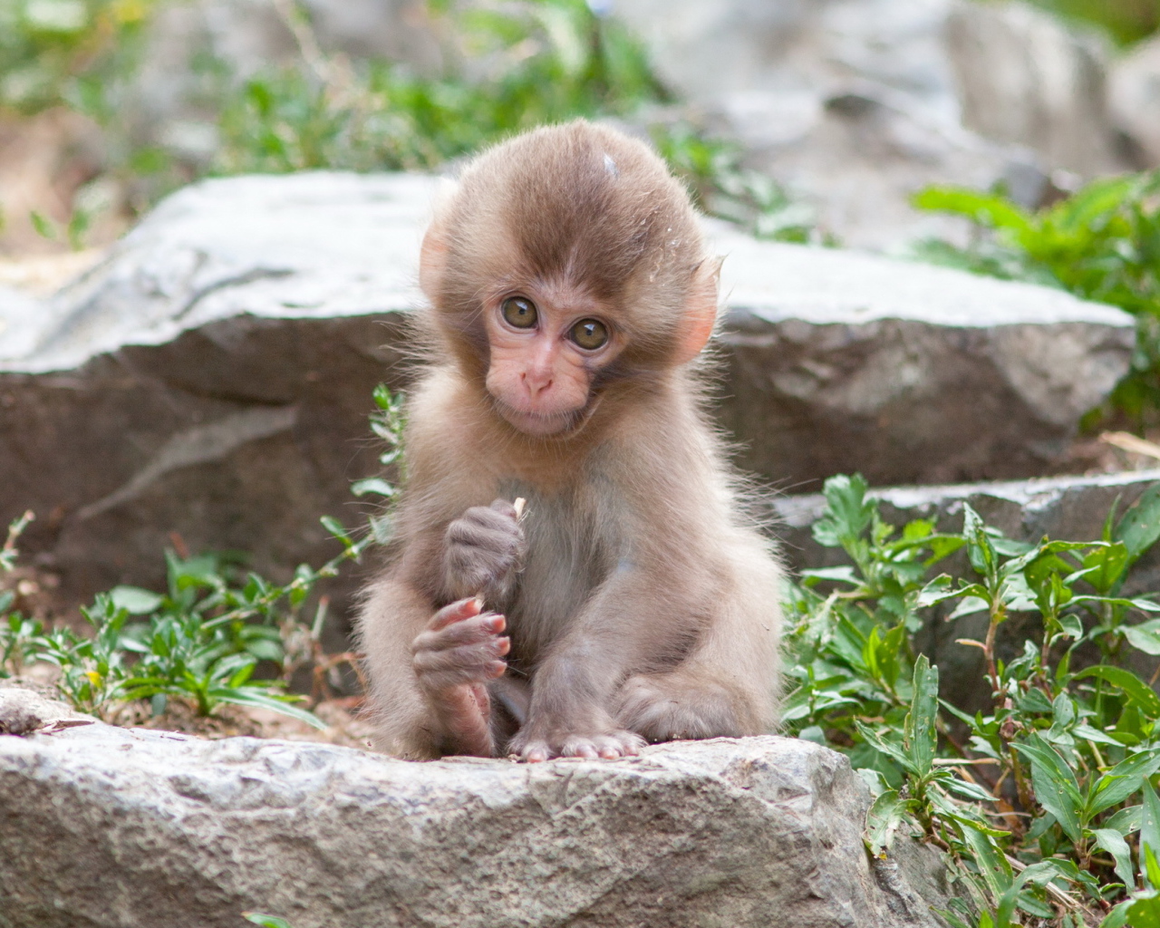 Очаровательная маленькая японская макака сидит на камне 