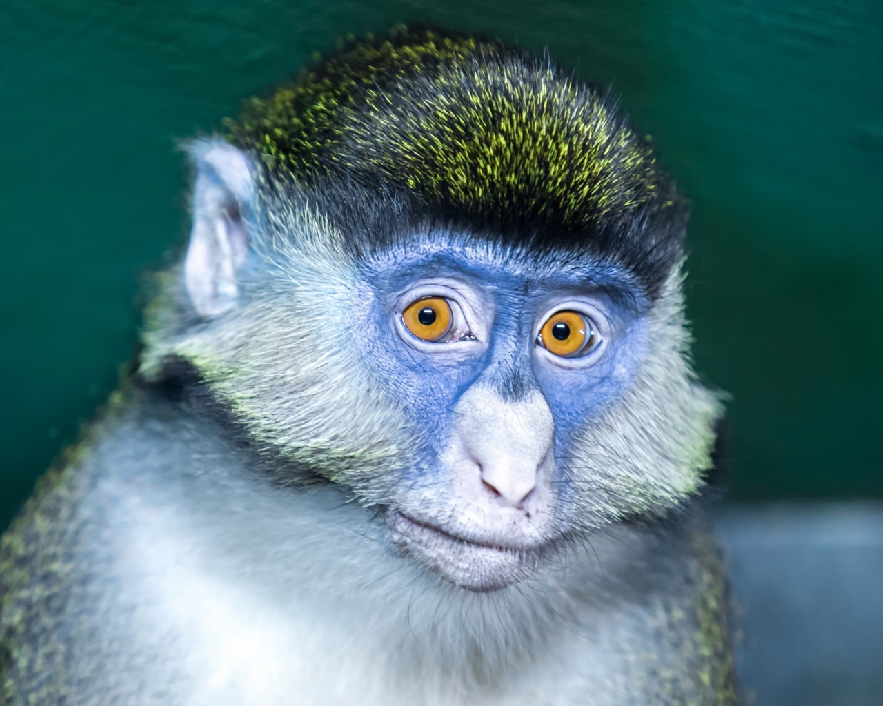 Мартышка с голубой мордой