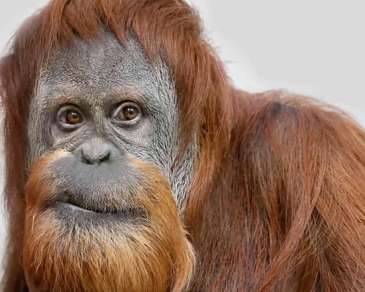 Взгляд большой самки орангутанга 