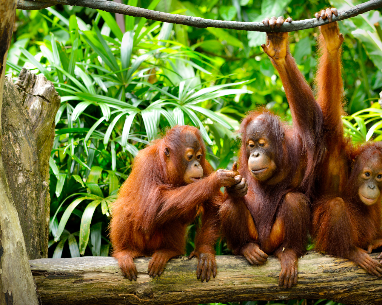 Семья орангутангов сидит на ветке