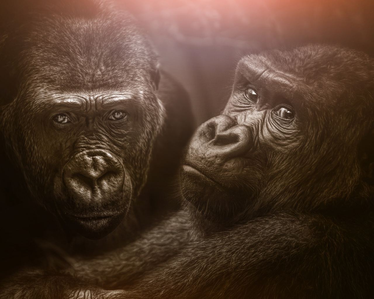 Две большие черные гориллы 