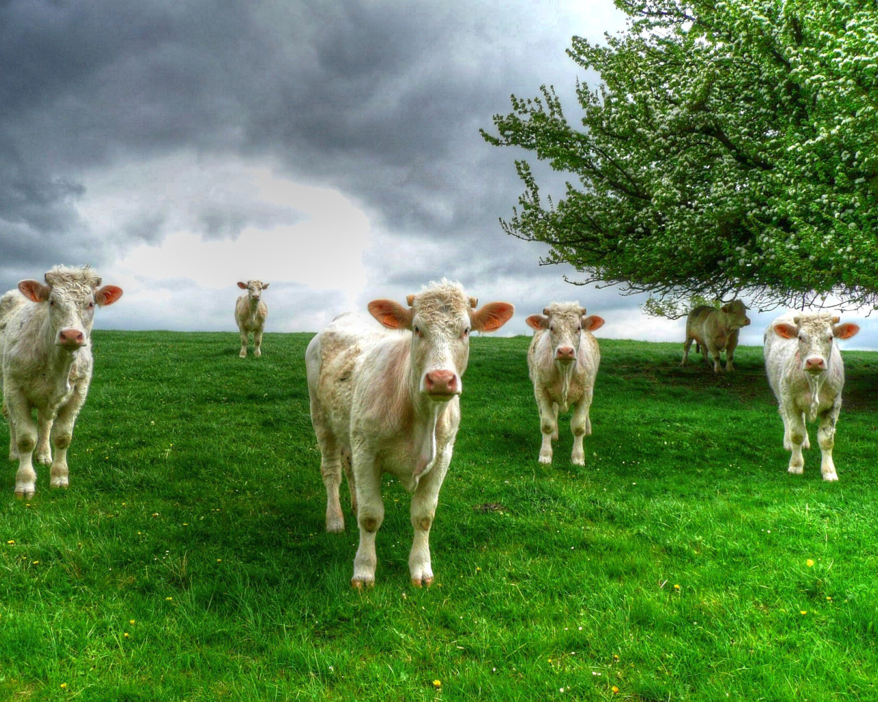 Белые коровы пасутся на зеленом лугу