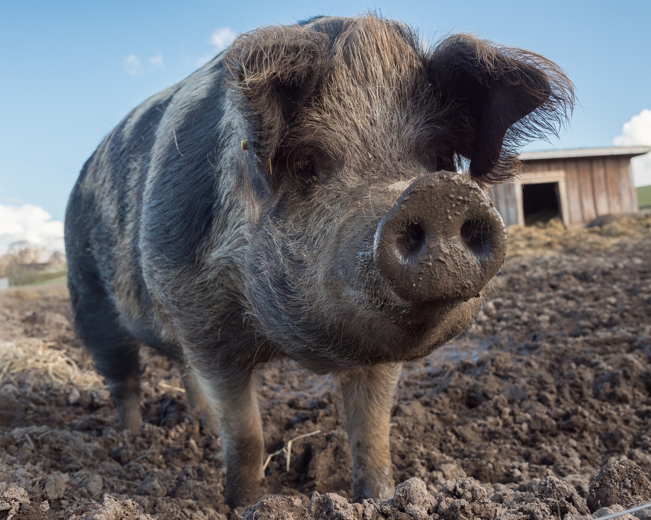 Большая свинья с грязным рылом 