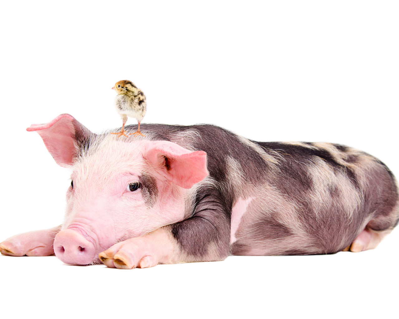 Забавный поросенок с цыпленком на голове 