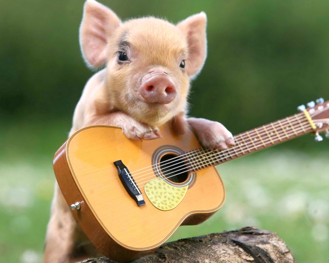 Маленький забавный поросенок с гитарой