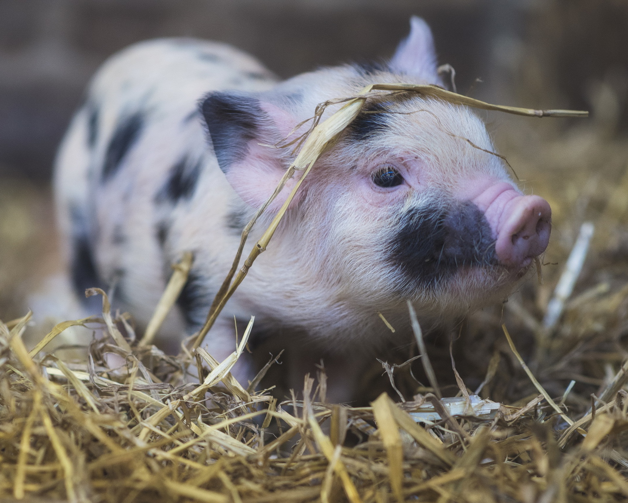 Маленькая домашняя свинка в соломе