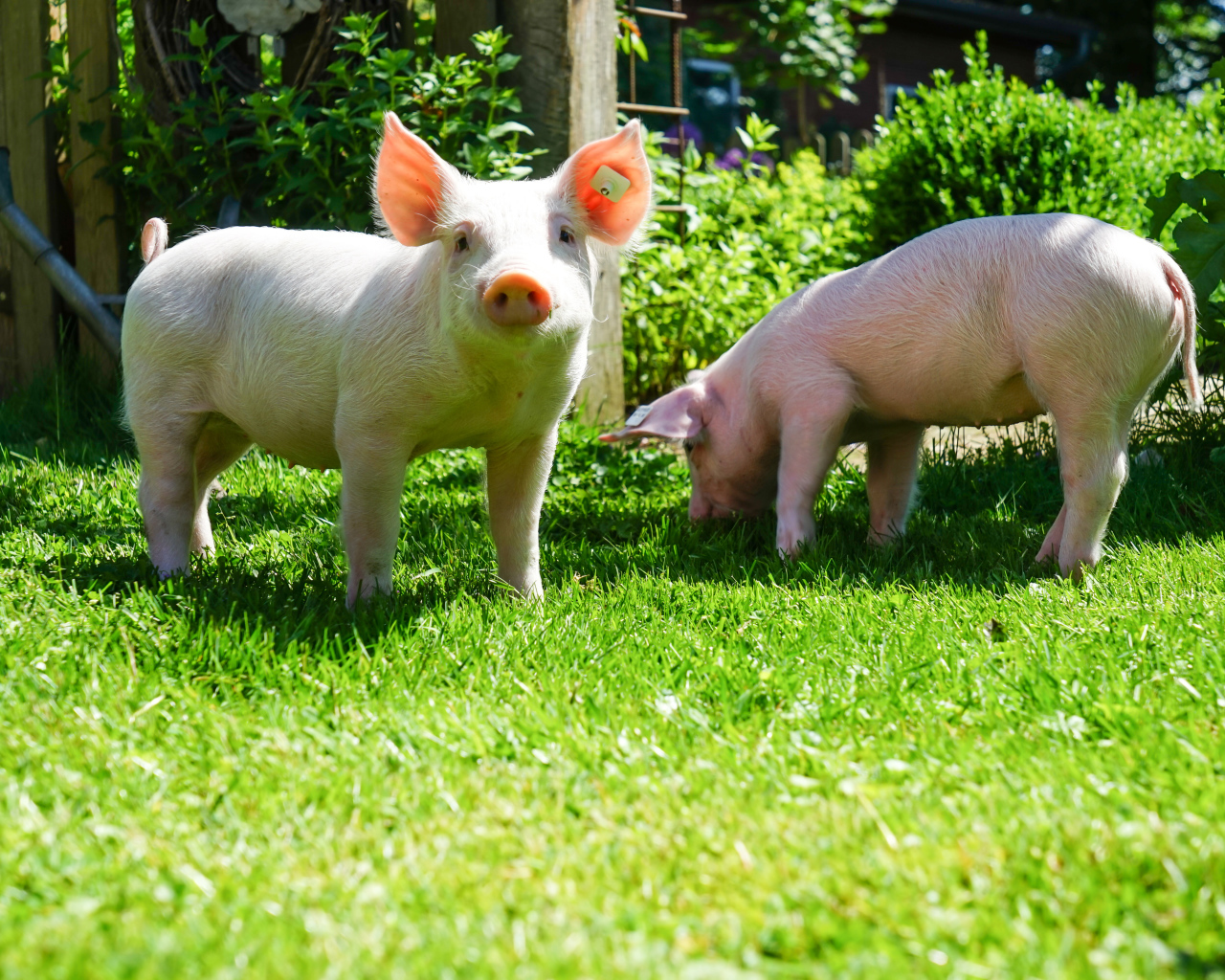 Два забавных розовых поросенка на зеленой траве