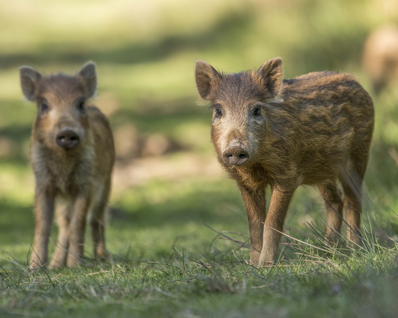 Две маленькие дикие свиньи стоят на зеленой траве