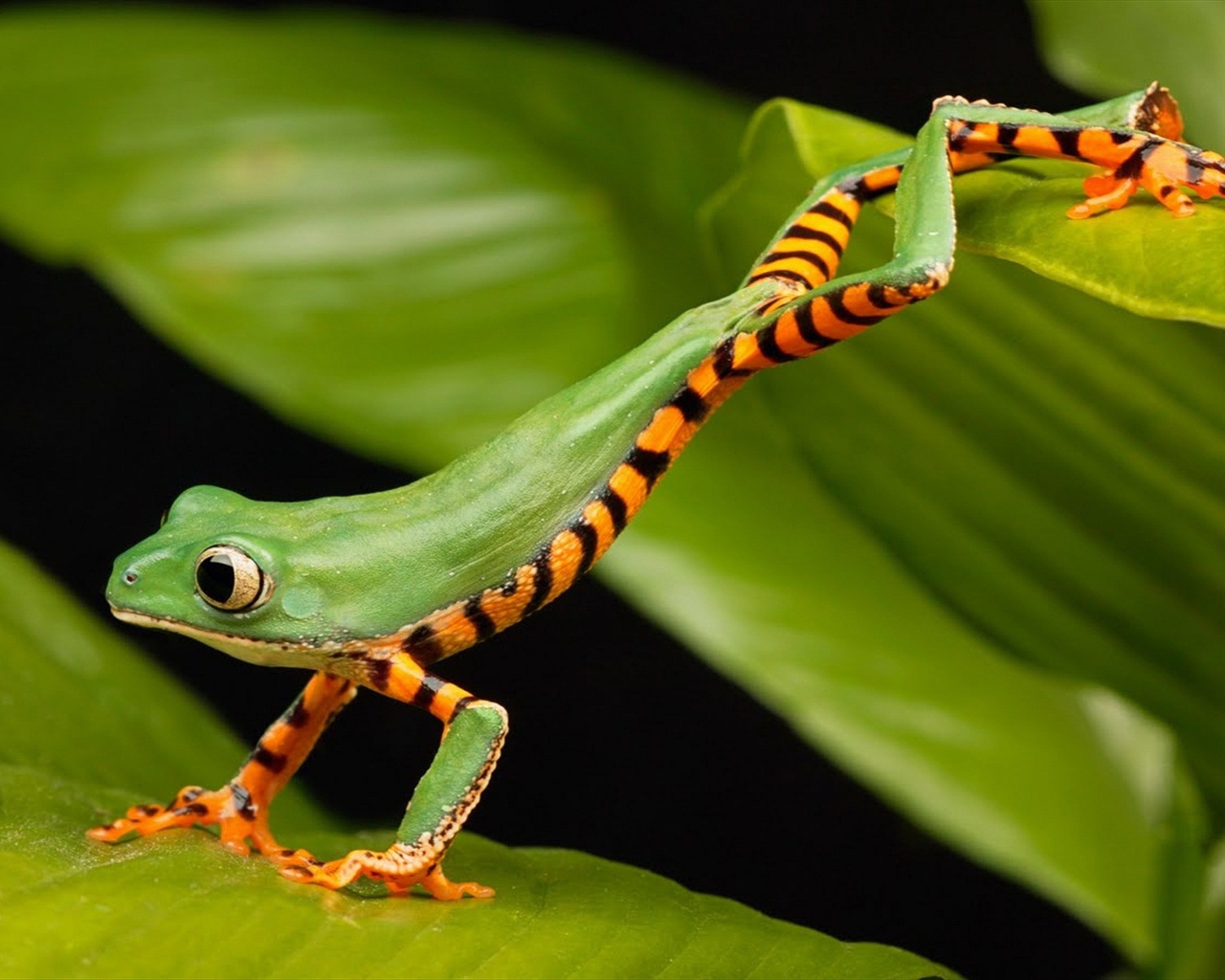 Зеленая лягушка с большими глазами сидит на листе