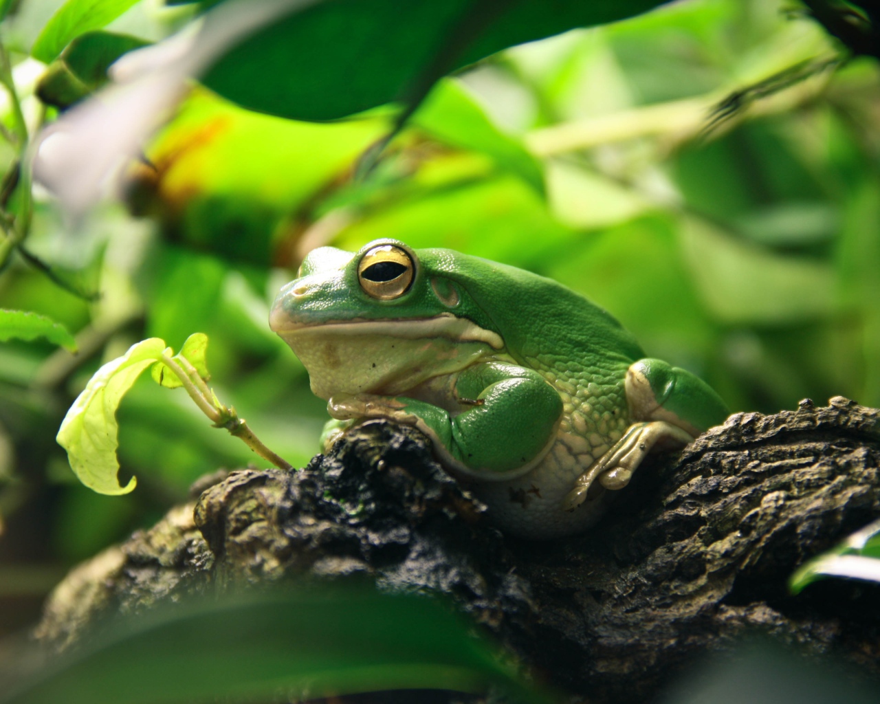 Большая зеленая лягушка сидит на коряге 