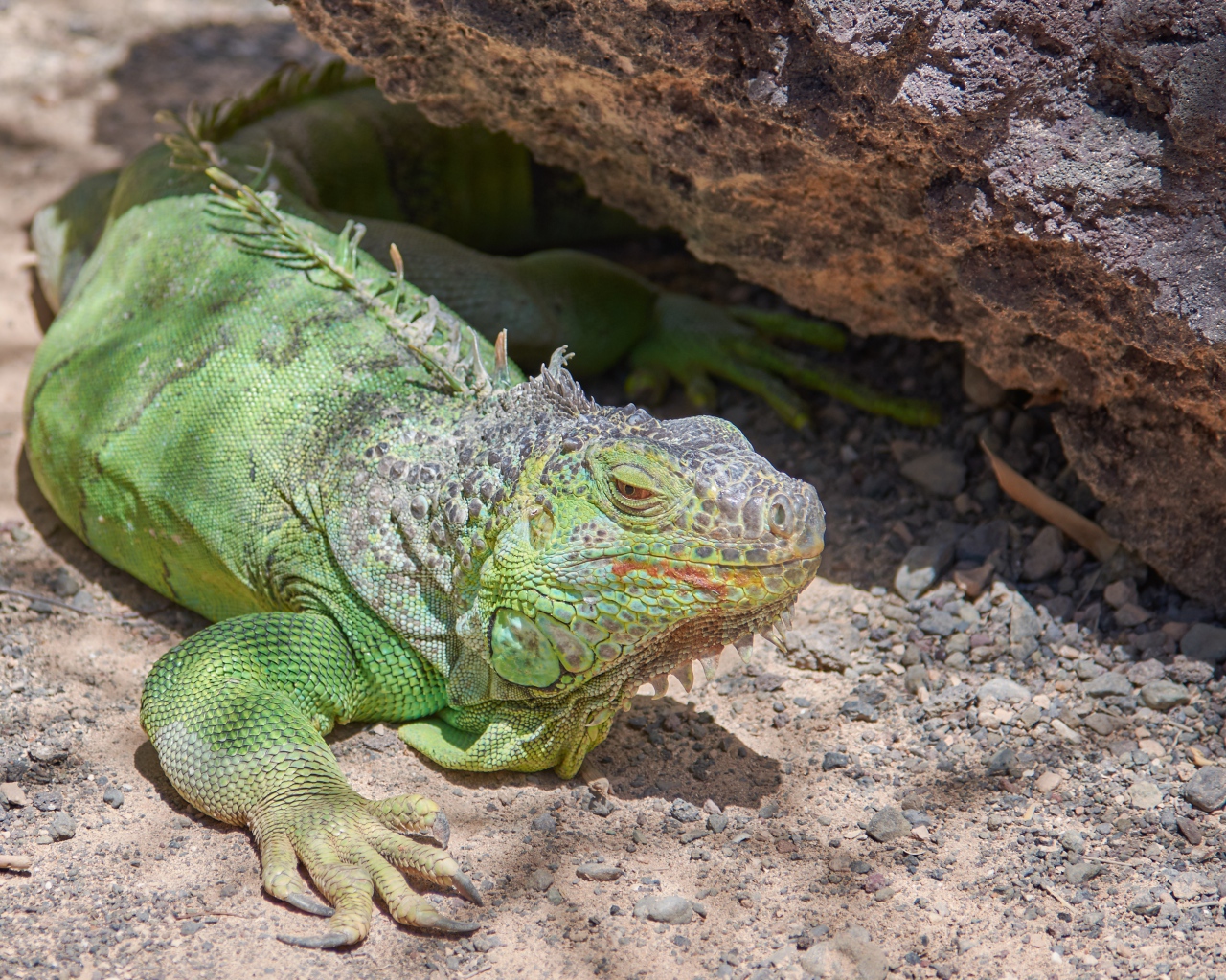 Большая зеленая игуана отдыхает на солнце