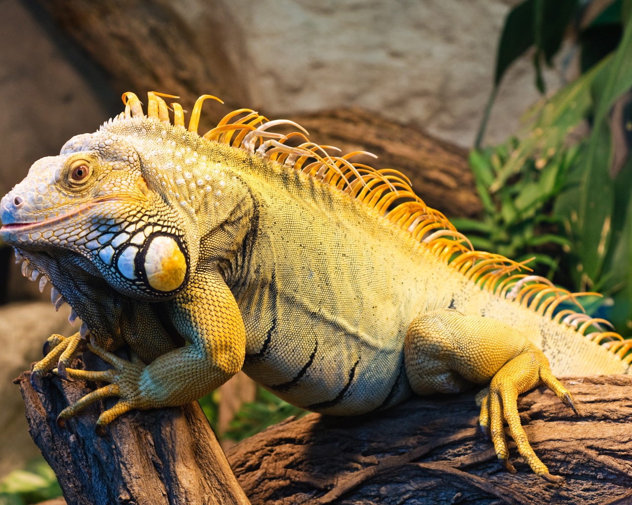 Большая игуана сидит на дереве