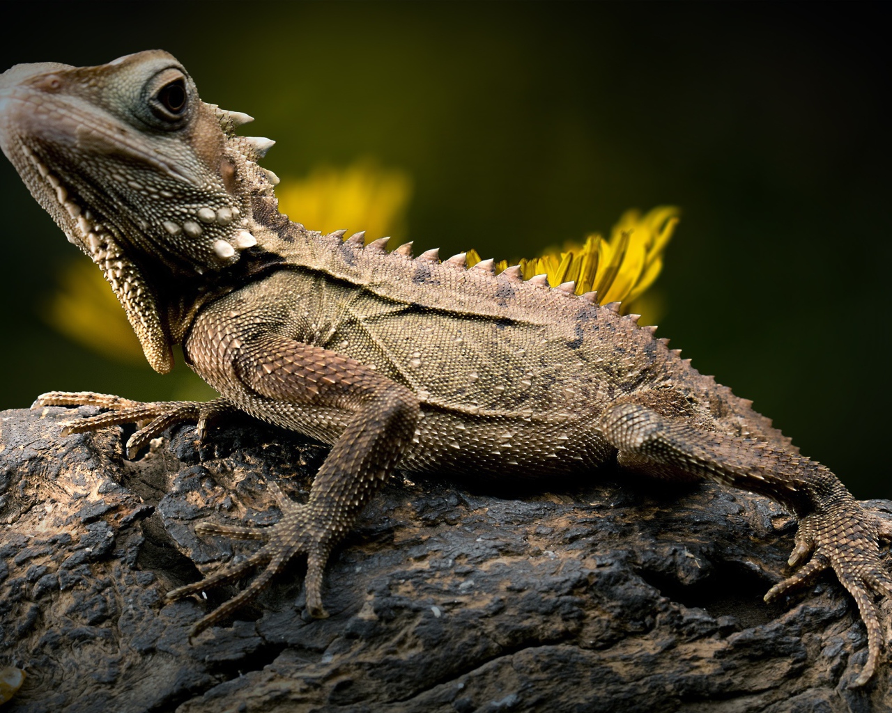 Большая игуана сидит на камне фото вблизи