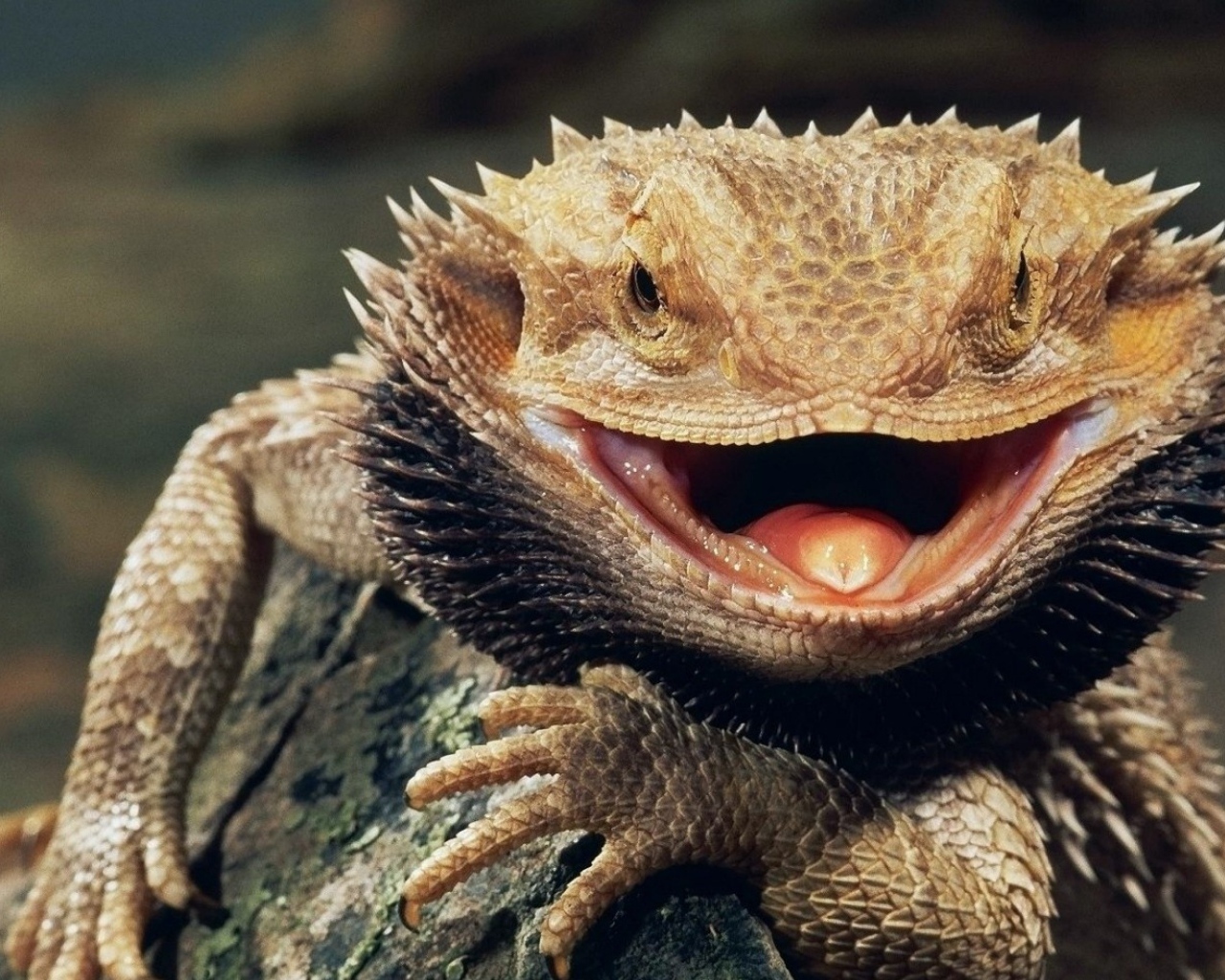 Бородатая ящерица с открытым ртом