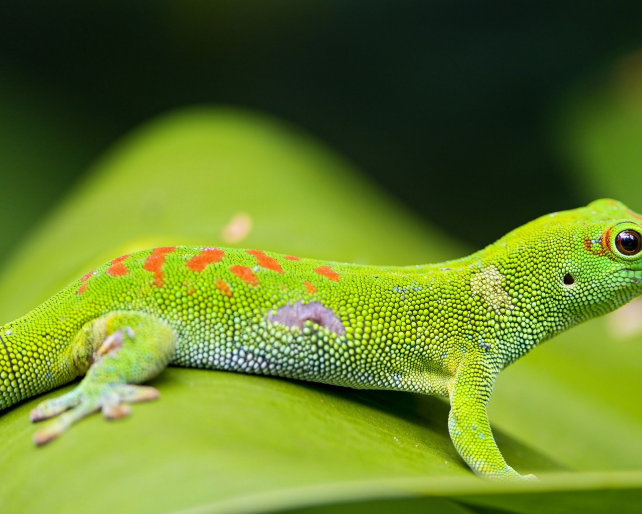 Красивый зеленый геккон на зеленом листе