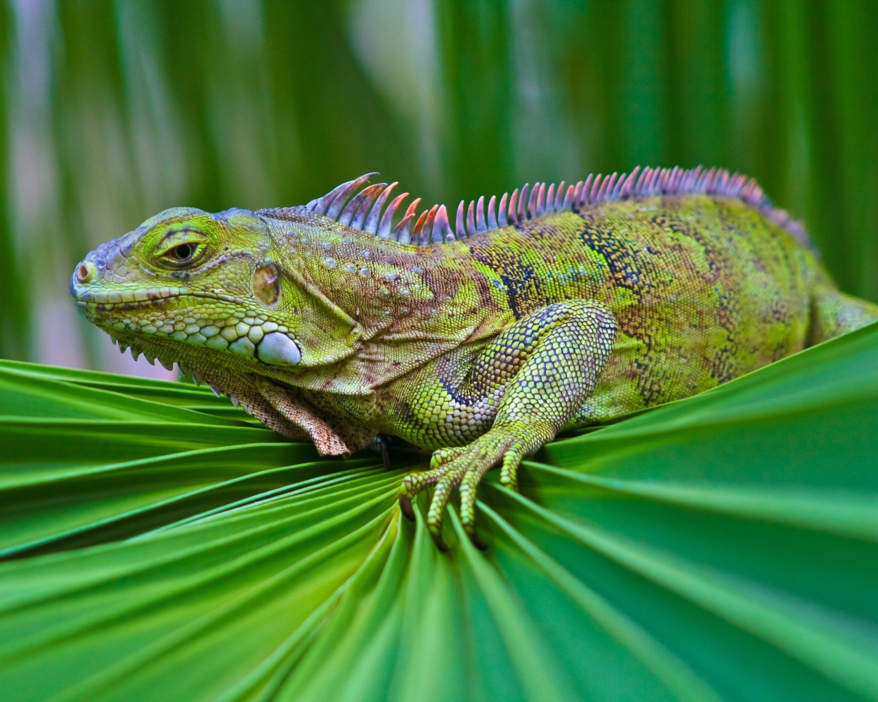 Красивая зеленая игуана сидит на зеленом листе